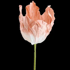Bloem LOOK Papier Peach