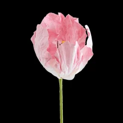 Bloem LOOK Papier Roze