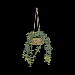 Hangplant PATRI in Mand Ass.