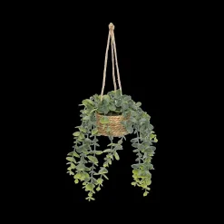 Hangplant PATRI in Mand Ass.