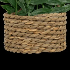 Hangplant PATRI in Mand Ass.