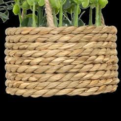 Hangplant PATRI in Mand Ass.