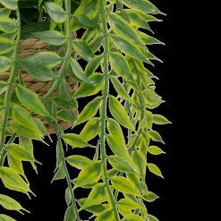 Hangplant PATRI in Mand Ass.