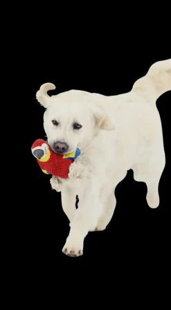 Speeltje PELUCHE Papegaai Rood